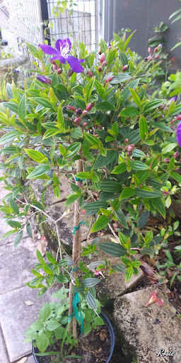 Hardware Store «Vision Ace Hardware», reviews and photos, 1750 Main St, Dunedin, FL 34698, USA