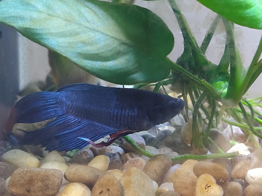 Pet Supply Store «The Animal Connection», reviews and photos, 2550 2550 Judah St & 31st Ave, San Francisco, CA 94122, USA