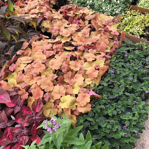 Florist «Thats Amore Florist Ltd», reviews and photos, 3454 N Southport Ave, Chicago, IL 60657, USA