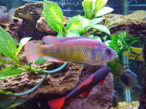 Pet Store «Gills And Thrills Pet Shop», reviews and photos, 204 E 8th St, Lockport, IL 60441, USA