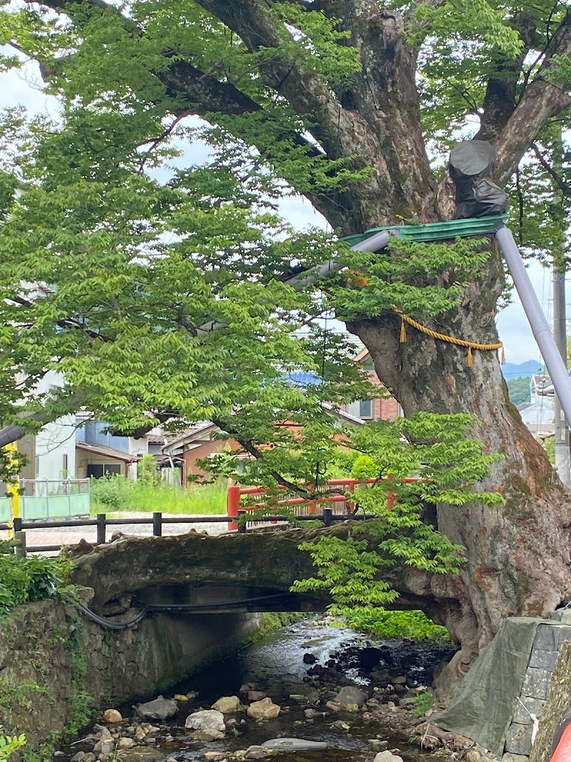 大ケヤキ(木の根橋)