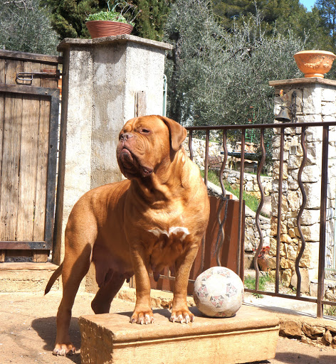 Élevage des ancetres de stramousse - Achat vente de chiots Dogue de Bordeaux 06 Alpes Maritimes