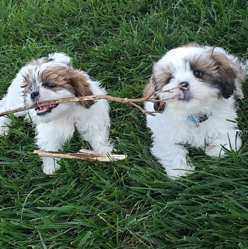 Pet Supply Store «Petco Animal Supplies», reviews and photos, 6137 Mid Rivers Mall Dr, St Charles, MO 63304, USA