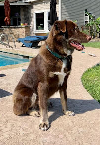 PetSuites Westheimer - Photo 4 - Car repair in Houston, TX, Sugar Land