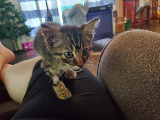 Muse Cindy DVM image