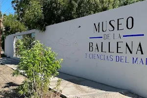 Museo de la Ballena y Ciencias del Mar image