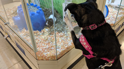 Pet Supply Store «PetSmart», reviews and photos, 2255 Pine Ridge Rd, Naples, FL 34109, USA