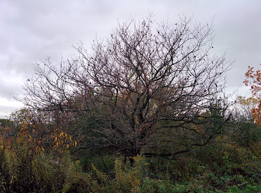 Nature Preserve «Rock Run Preserve - Black Road Access», reviews and photos, Black Rd, Joliet, IL 60431, USA
