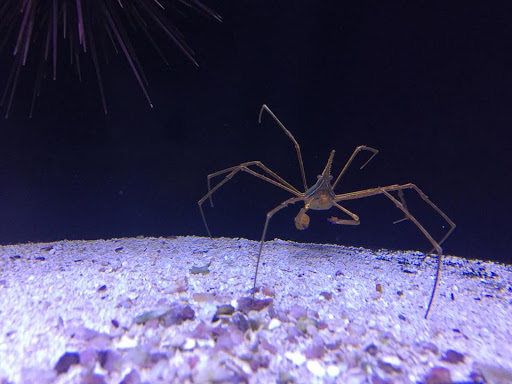 Tropical Fish Store «Reef Oasis», reviews and photos, 7669 Mentor Ave, Mentor, OH 44060, USA