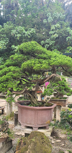 Sanfong Bonsai & Art Garden