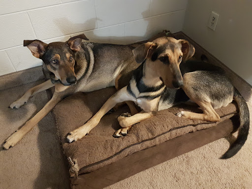 Carlton Animal Hospital image
