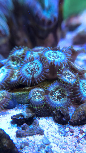 Tropical Fish Store «Fishy Business Aquatics», reviews and photos, 4202 S Cleveland Ave, Fort Myers, FL 33901, USA