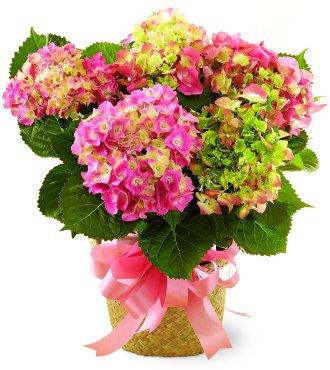 Florist «Purple Iris Flower Shop», reviews and photos, 2505 NJ-88, Point Pleasant, NJ 08742, USA