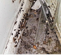 Avast Pest Control - Photo 2 - Car repair in Winter Garden, FL, Orlando