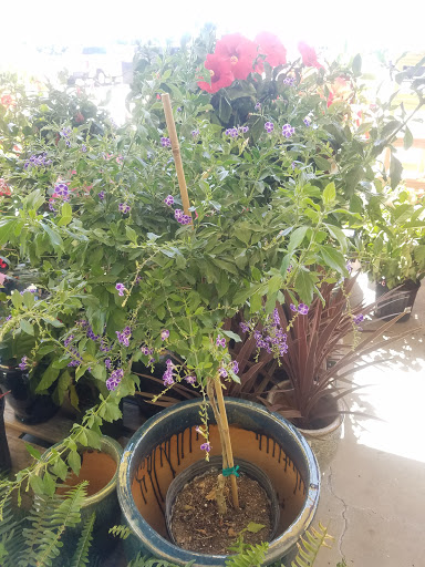 Hardware Store «Ace Hardware of Kitty Hawk», reviews and photos, 4132 N Croatan Hwy, Kitty Hawk, NC 27949, USA