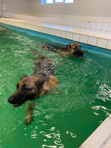 Grevinge Dyreklinik og Hundesvømmehal v/ Dyrlæge Sanne B. Svendsen in Grevinge, Odsherred