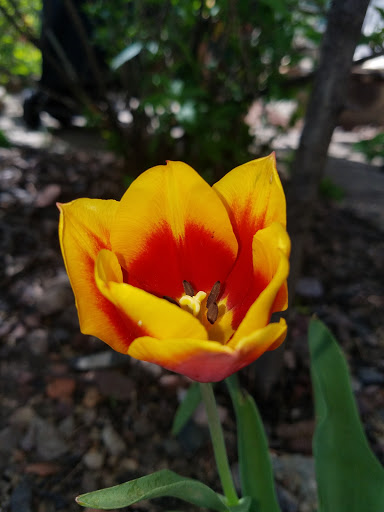 Park «Prairie Park», reviews and photos, 431 Knollwood Dr, Barrington, IL 60010, USA