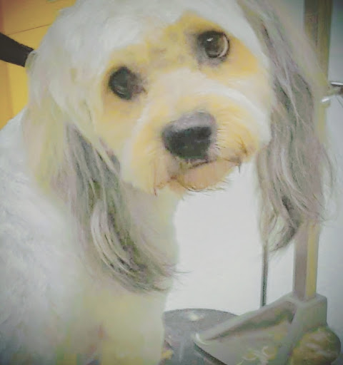 Pet Supply Store «Petco Animal Supplies», reviews and photos, 8700 Preston Rd #105, Plano, TX 75024, USA