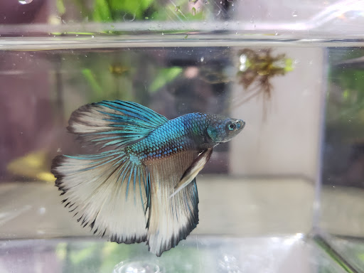 Pet Store «Exotic Fish», reviews and photos, 406 Northside Dr # F, Valdosta, GA 31602, USA
