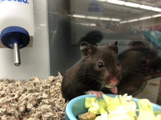 Pet Supply Store «Petco Animal Supplies», reviews and photos, 13053 Lee Jackson Memorial Hwy b, Fairfax, VA 22033, USA