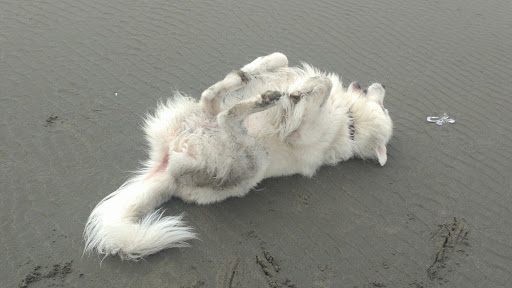 Pet Store «Petsense Aberdeen», reviews and photos, 1143 E Wishkah St, Aberdeen, WA 98520, USA