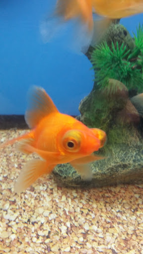 Pet Supply Store «Pet Valu», reviews and photos, 130 Tuttle Rd, Springfield, OH 45503, USA