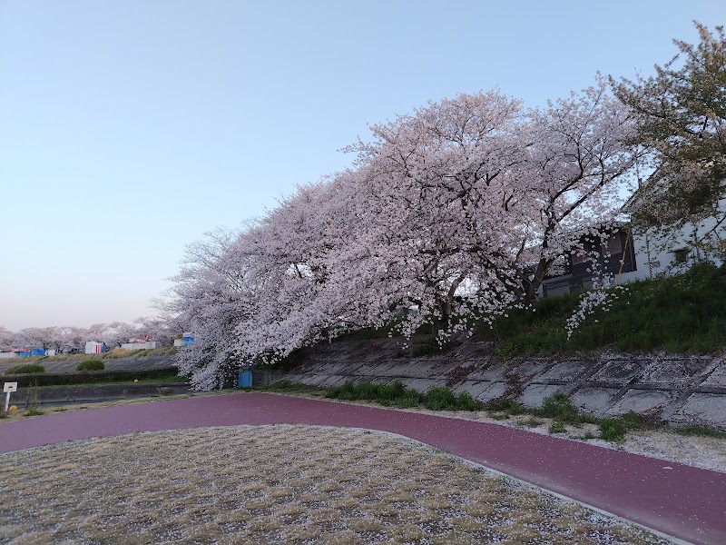 海蔵川桜祭り会場