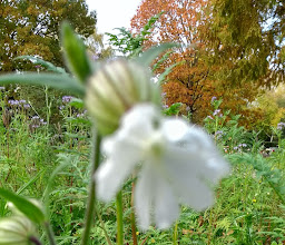 Wittekindfriedhof photo
