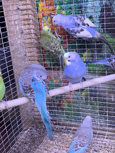 Pet Store «Critter Pet Shop», reviews and photos, 19309 Ecorse Rd, Allen Park, MI 48101, USA