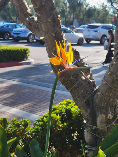 Shopping Mall «Quail Hill Shopping Center», reviews and photos, 6501 - 6875 Quail Hill Pkwy, Irvine, CA 92603, USA