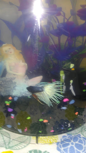 Pet Supply Store «Pet Supermarket», reviews and photos, 2696 N University Dr, Sunrise, FL 33322, USA