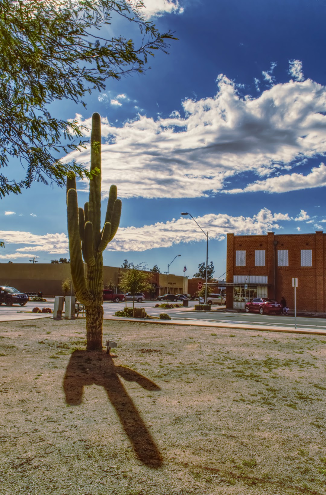 Saguaro Tree