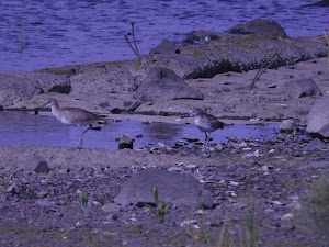 Sandy Point Bird Sanctuary - photo 8