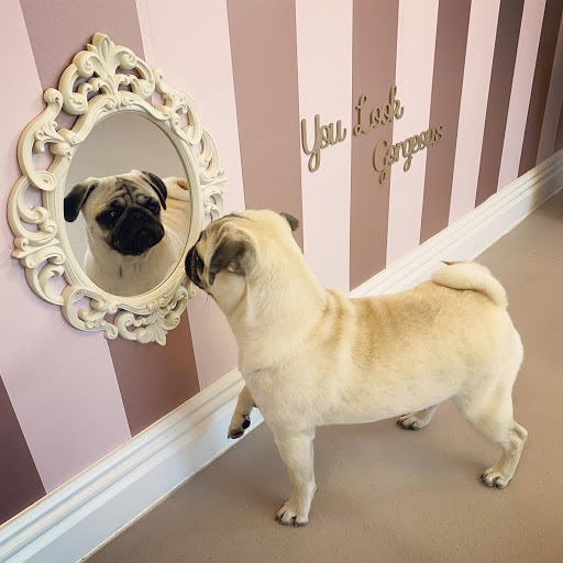 Pretty Pawfect Dog grooming and Spa