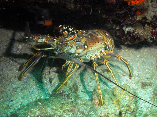 Dive Shop «Dive Shop Kissimmee», reviews and photos, 4916 W Irlo Bronson Memorial Hwy, Kissimmee, FL 34746, USA