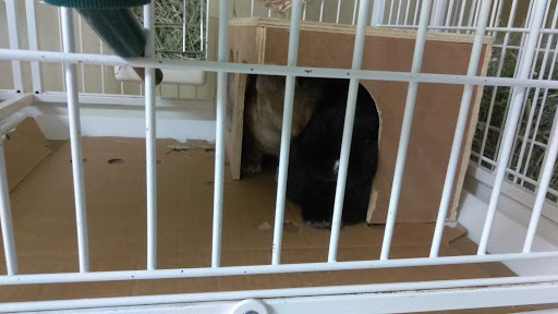 Pet Supply Store «Petco Animal Supplies», reviews and photos, 855 E Bidwell St, Folsom, CA 95630, USA