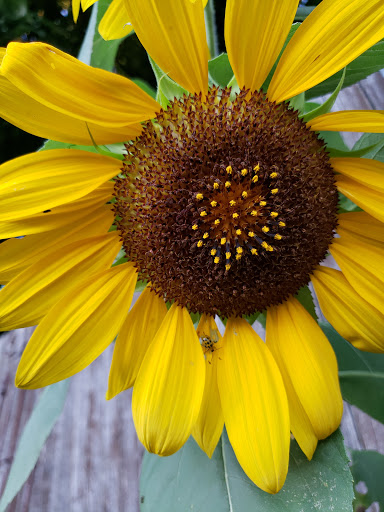 General Store «Wanamakers General Store», reviews and photos, 8888 Kings Hwy, Kempton, PA 19529, USA