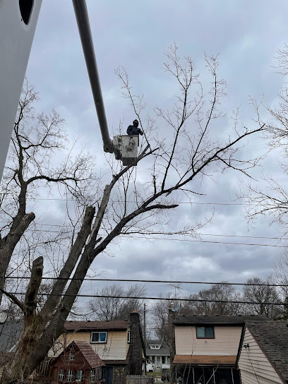 US TREE REMOVAL