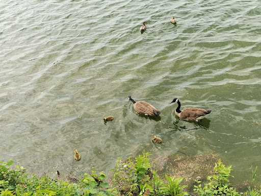 Modern Art Museum «Solomon R. Guggenheim Museum», reviews and photos, 1071 5th Ave, New York, NY 10128, USA
