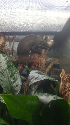 Pet Store «Pets Plus-Reptiles & Exotic», reviews and photos, 421 West Ave, Lockport, NY 14094, USA