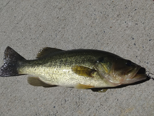 Memorial Park «Governor John Notte Memorial Park», reviews and photos, 1801 Douglas Ave, North Providence, RI 02904, USA