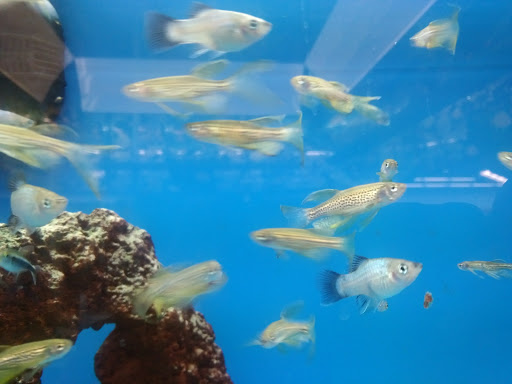 Pet Supply Store «Petco Animal Supplies», reviews and photos, 4012 W 27th Ave, Kennewick, WA 99337, USA