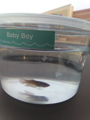 Pet Supply Store «Petco Animal Supplies», reviews and photos, 3380 124th Ave NW, Coon Rapids, MN 55433, USA