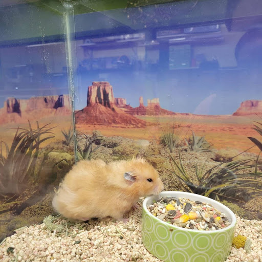 Pet Store «Coral Reef Pet Center», reviews and photos, 7723 W Lawrence Ave, Norridge, IL 60706, USA