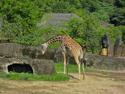 台北市立动物园长颈鹿区