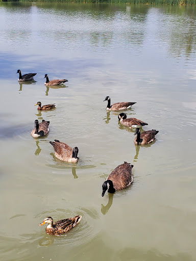 Park «Huston Lake Park», reviews and photos, 850 S Bryant St, Denver, CO 80219, USA