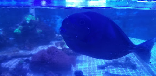 Pet Store «Something Fishy Pets», reviews and photos, 29 Towne Centre Ln, Fox Lake, IL 60020, USA