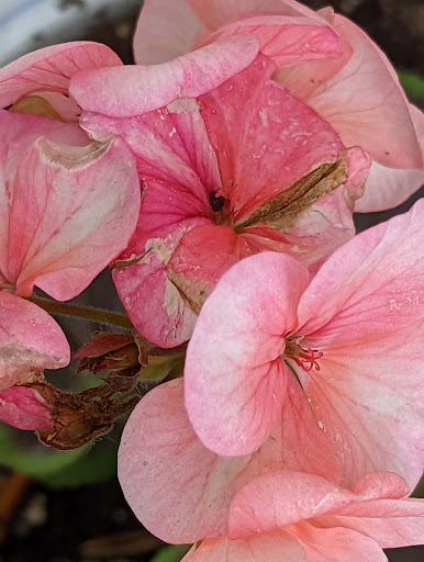 Florist «Guaranteed Plants & Florist», reviews and photos, 504 Locust Point Rd, Rumson, NJ 07760, USA