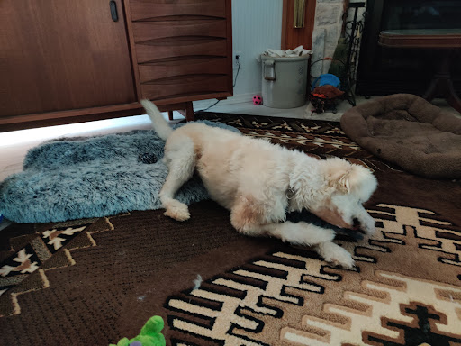 Animal Shelter «Humane Society of El Paso», reviews and photos