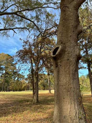 Public Golf Course «Lagoon Park Golf Course», reviews and photos, 2855 Lagoon Park Dr, Montgomery, AL 36109, USA